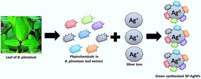 Cytotoxic, Antimitotic, DNA Binding, Photocatalytic, H2O2 Sensing, and Antioxidant Properties of Biofabricated Silver Nanoparticles Using Leaf Extract of Bryophyllum pinnatum (Lam.) Oken